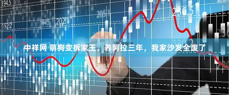 中祥网 萌狗变拆家王，养阿拉三年，我家沙发全废了